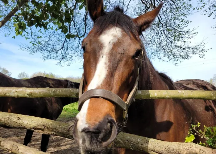 -coeur Historique -my Little Garden - Parking Gratuit 500m -la Clef De Honfleur