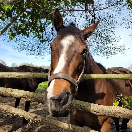 -coeur Historique -my Little Garden - Parking Gratuit 500m -la Clef De オンフルール