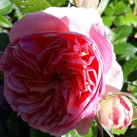 My Little Garden -centre Historique Sainte Catherine -la Clef De Honfleur